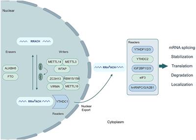 RNA N6-methyladenosine methylation in influenza A virus infection